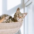 Tips For A Healthy Indoor Feline: CBD Oil For Cats