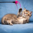 Cat Breed Guide to Keep Your Pet Active